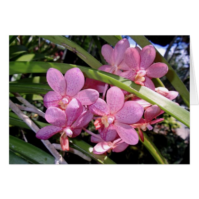 Vanda Orchids (Anverso (Horizontal))