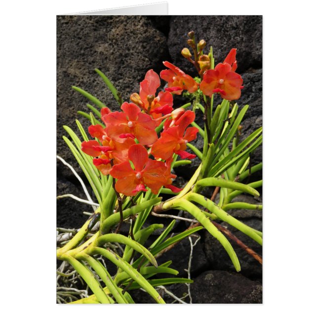 Vanda Orchids (Frente)