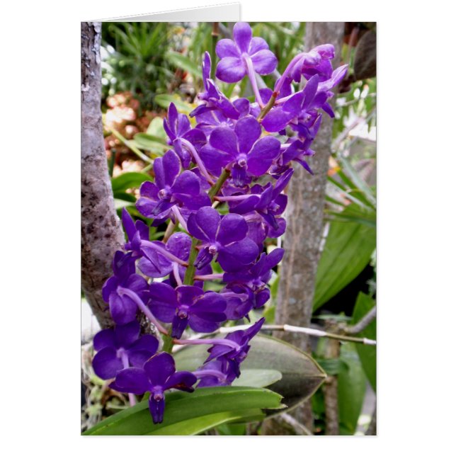 Vanda Orchids (Frente)