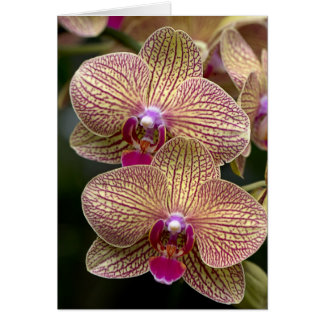 Vanda Orchids Blank Card