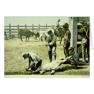 Vaqueros estadounidenses etiquetando una ternera,