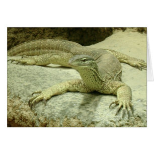 Varanus gouldii