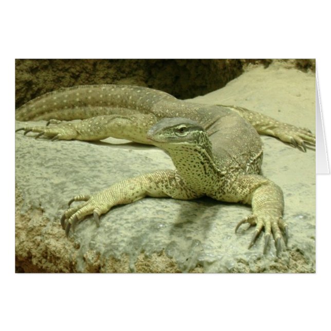 Varanus gouldii (Anverso (Horizontal))