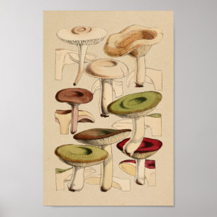 Variantes de champiñones Vintage Impresión de Arte