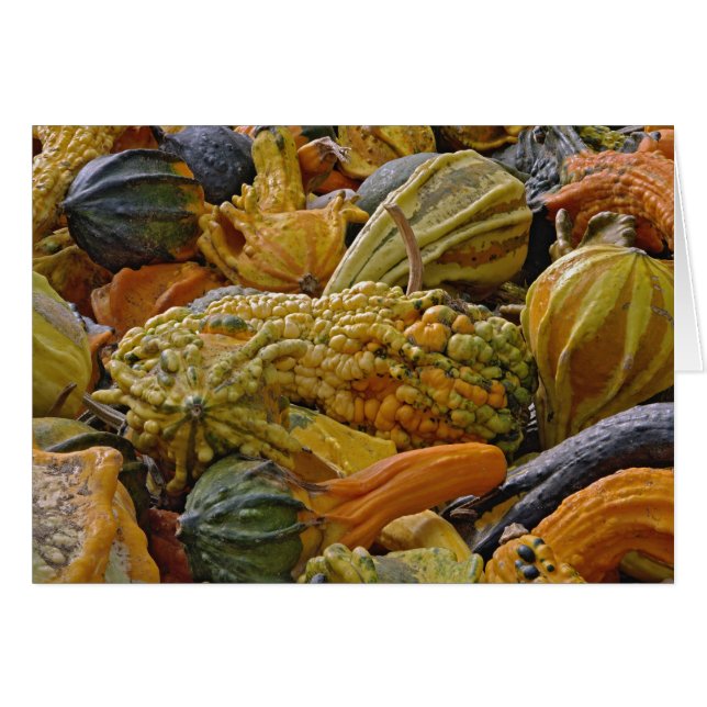 Variedad de squash (Anverso (Horizontal))