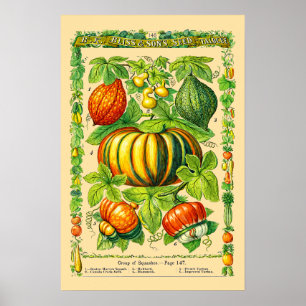 Variedades de Calabaza Arte Botánico de la Era Vic