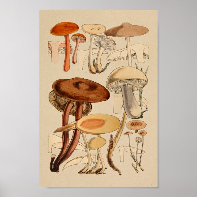 Variedades de setas de época Impresión de arte mar (Frente)