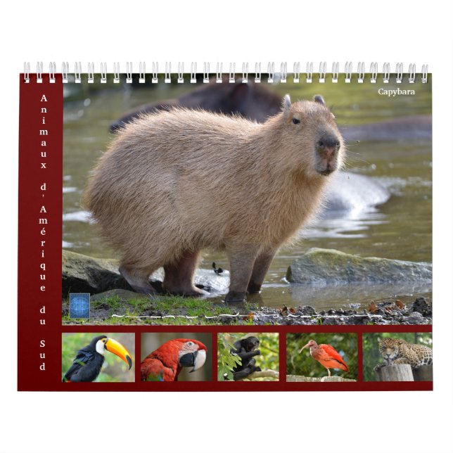 Varios animales de América del Sur Calendario de 1 (Tapa)