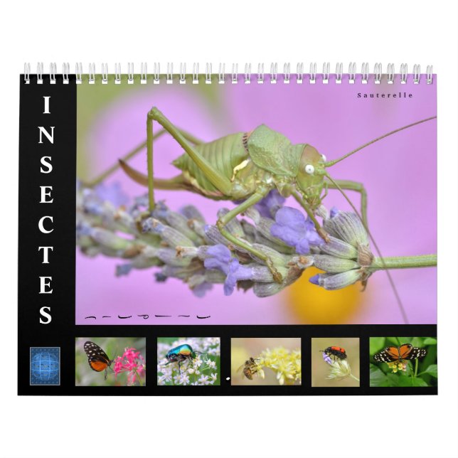 Varios insectos calendario de 12 meses (Tapa)