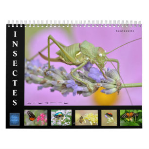 Varios insectos calendario de 12 meses