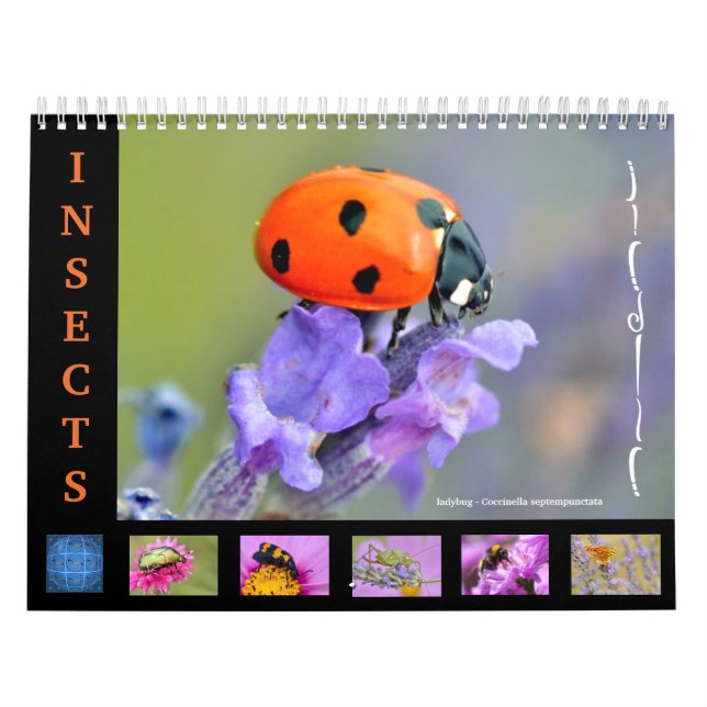 Varios insectos para el calendario (Tapa)