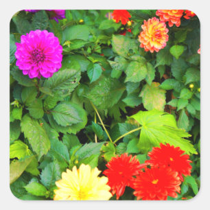 Varios Pegatinas de Dahlias #1-1
