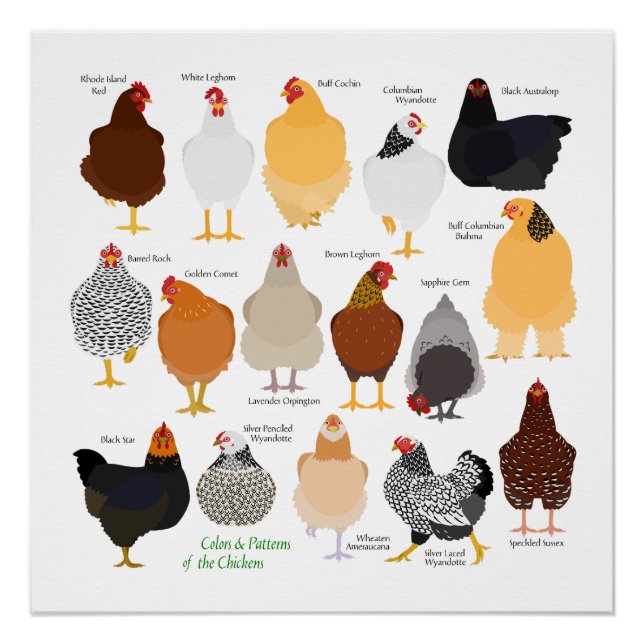 various colors&patterns chickens poster (Anverso)