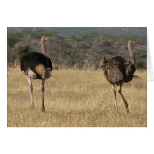 Varones y hembras de avestruz