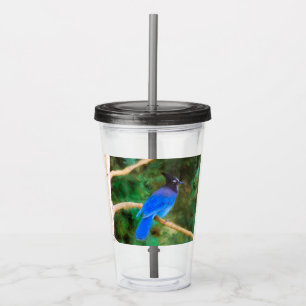 Vaso Acrílico Pintura de Jay de Steller - Arte de pájaro origina