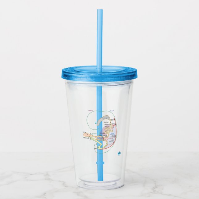 Vaso Acrílico Tumbler embriológico con tapa + paja (Anverso)
