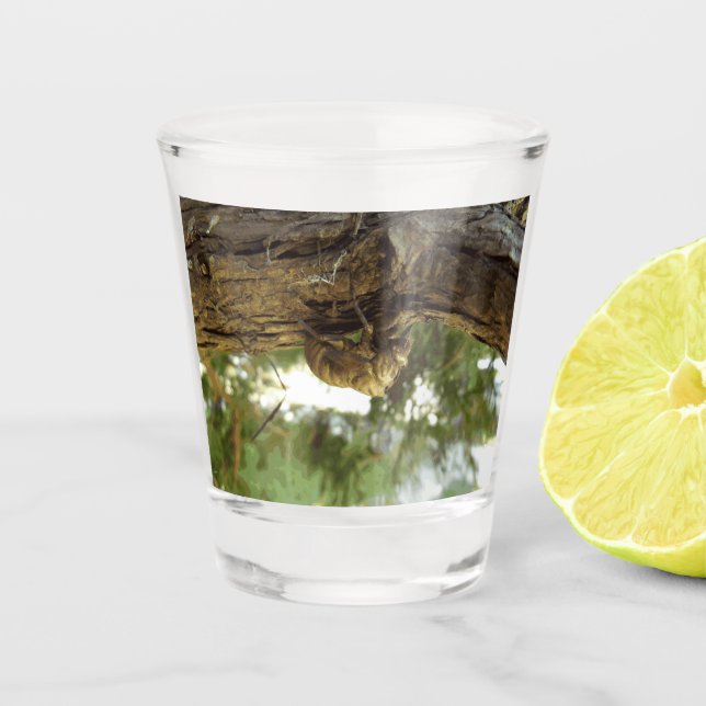 Vaso De Chupito Caza de Cicada. Tenía prisa. (Anverso)