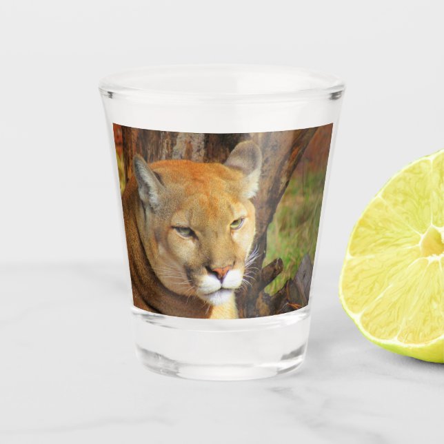 Vaso De Chupito Cougar / Florida Panther / Puma Shot Glass (Anverso)