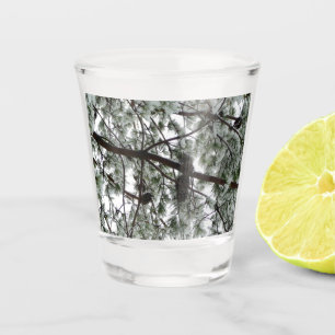 Vaso De Chupito Debajo de la foto del invierno de un pino cubierto