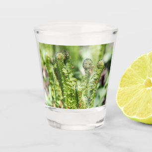 Vaso De Chupito Despertar de helecho joven en el jardín