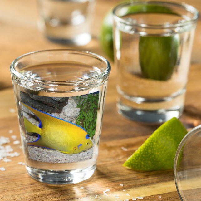Vaso De Chupito Foto de Angelfish de Reina amarillo y azul (In Situ)