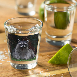 Vaso De Chupito Foto de vida silvestre de Cute Forest Raccoon