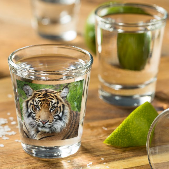 Vaso De Chupito Foto del tigre del gato grande de Sumatra (In Situ)