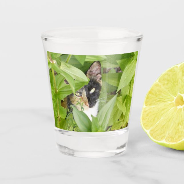 Vaso De Chupito Gato de Calico en las Zinnias (Anverso)