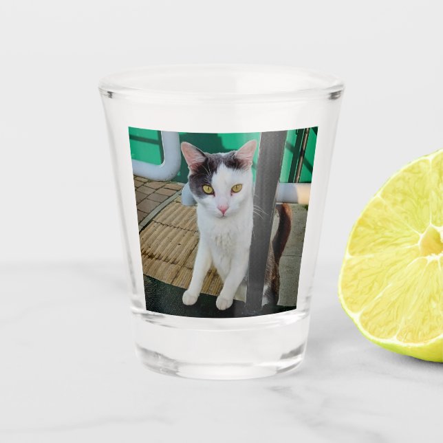 Vaso De Chupito Gato negro y blanco (Anverso)