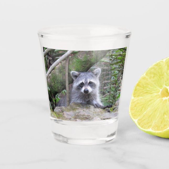 Vaso De Chupito Glass de Raccoon Shot Adorable Baby (Anverso)