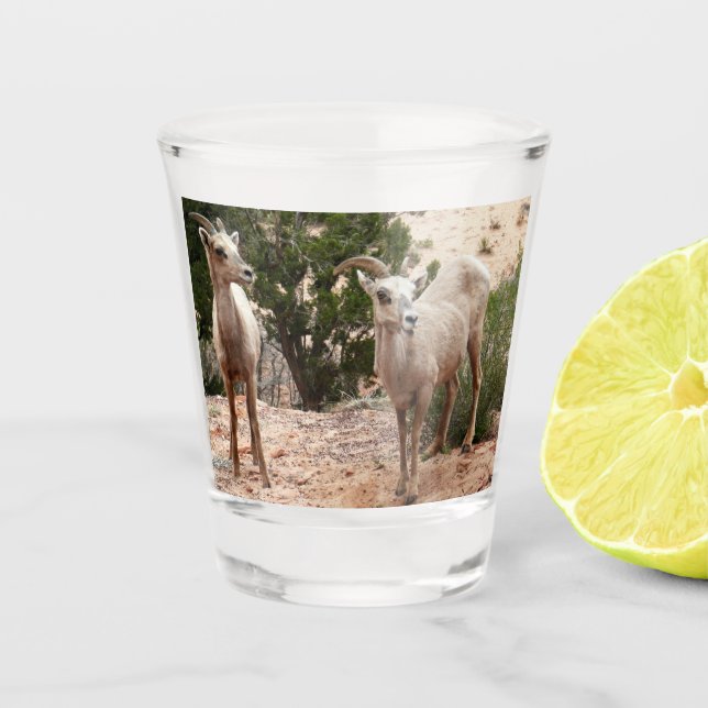 Vaso De Chupito Graciosa oveja bighorn en el Parque Nacional de Zi (Anverso)