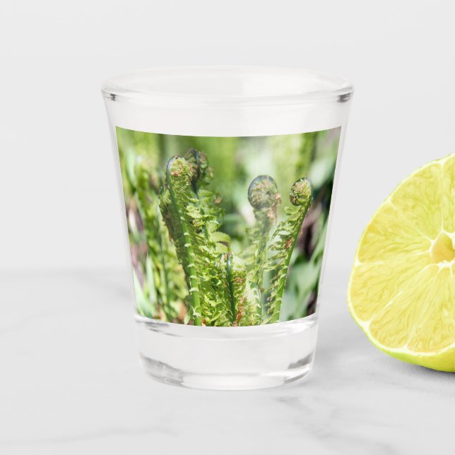 Vaso De Chupito Helecho joven despertando en el jardín   (Anverso)