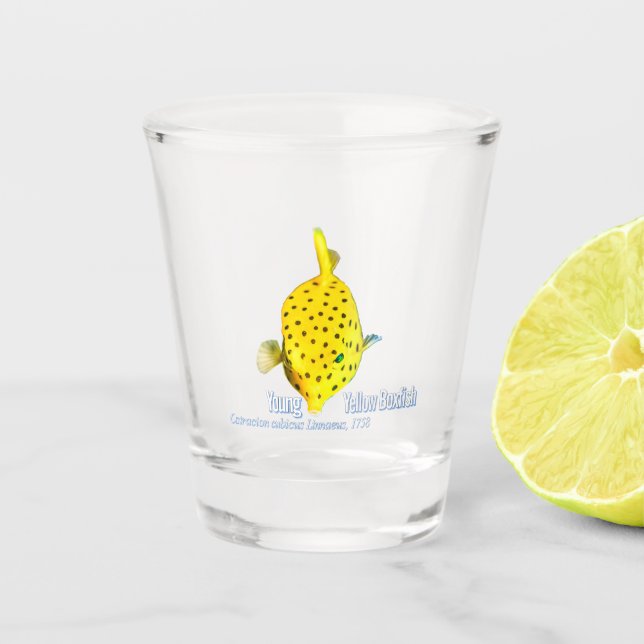 Vaso De Chupito Joven Boxfish (Anverso)
