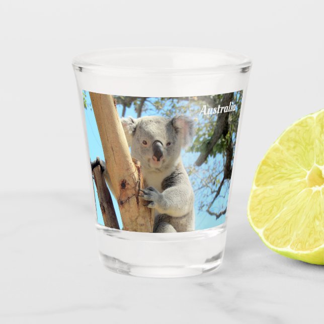 Vaso De Chupito Koala desde abajo - Australia disparó vidrio (Anverso)