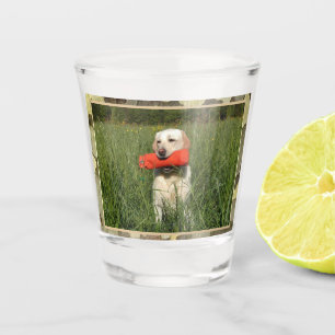 Vaso De Chupito Laboratorio Amarillo Cazando Perro Con Trim De Cam