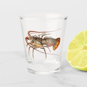 Vaso De Chupito Langosta de rock - Panulirus Regis