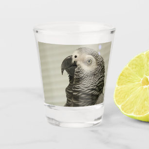 Vaso De Chupito Loro gris africano del Congo