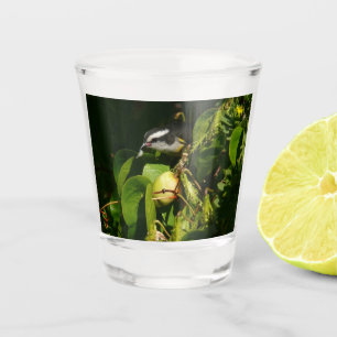 Vaso De Chupito Pájaro Mielero Comiendo Fotografía Tropical