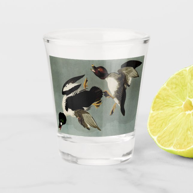 Vaso De Chupito Pato marino común de goldeneye (Anverso)