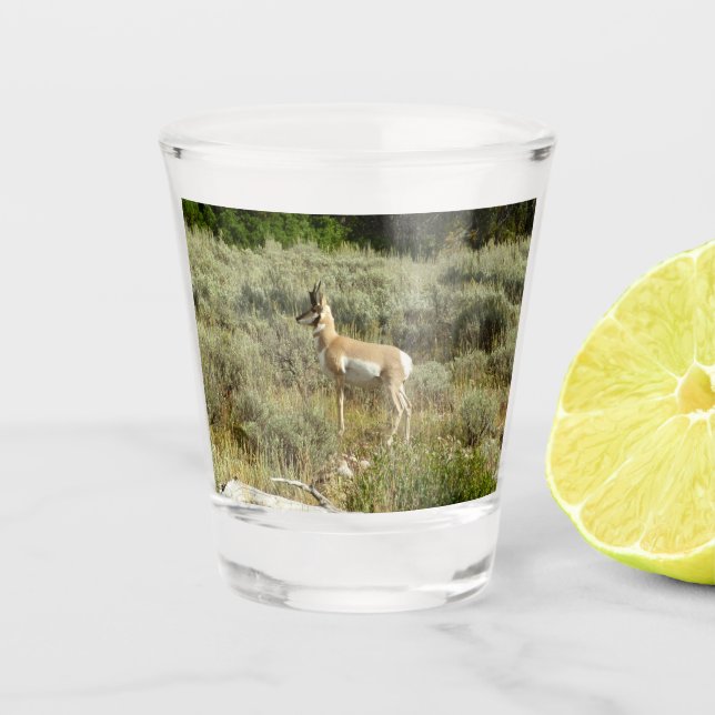 Vaso De Chupito Pronghorn en el Parque Nacional de Grand Teton (Anverso)