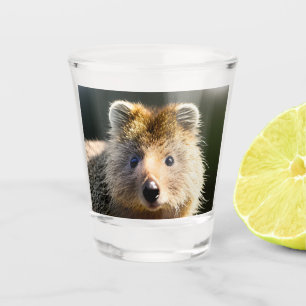 Vaso De Chupito Quintin El Ginger Quokka, Vidrio Disparado