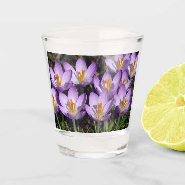 Vaso De Chupito Sunny Purple Crocuses (Anverso)