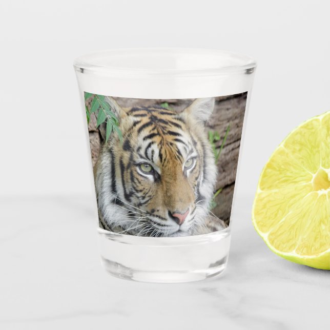 Vaso De Chupito Tiger_002 (Anverso)