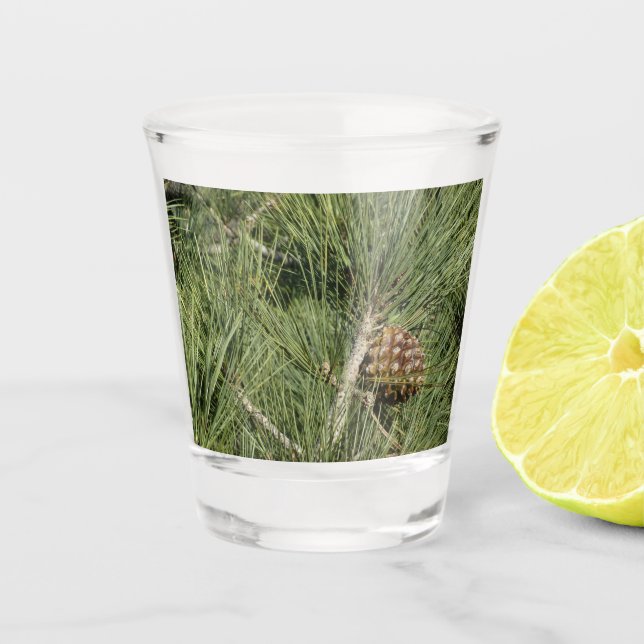 Vaso De Chupito Torrey Pine Primer Plano Botánico California (Anverso)