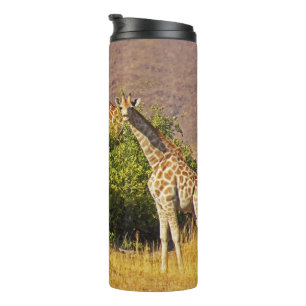 Vaso la termal del 1B de las jirafas