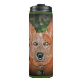 Vaso rojo la termal del perro de Heeler del