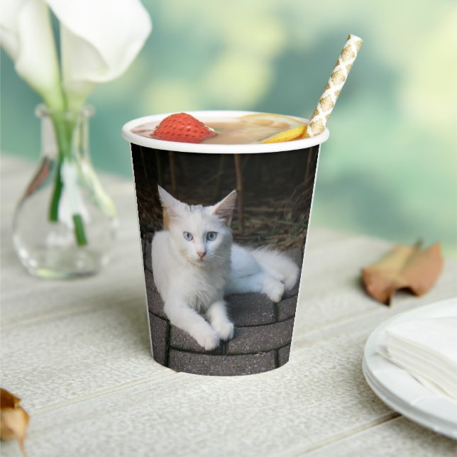 Vasos De Papel Gato blanco (in situ)