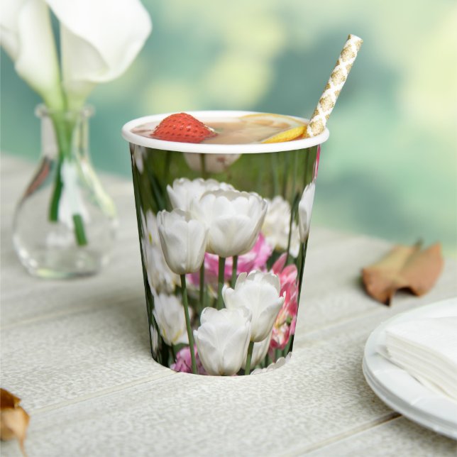 Vasos De Papel Tulipanes blancos y rosados brillantes en un solea (in situ)