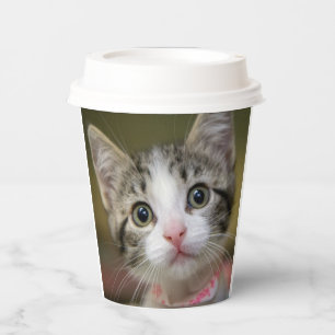 Vasos De Papel Un gatito lindo con ojos verdes