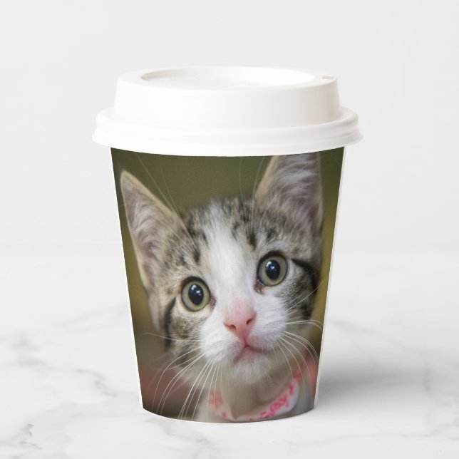 Vasos De Papel Un gatito lindo con ojos verdes (Anverso)